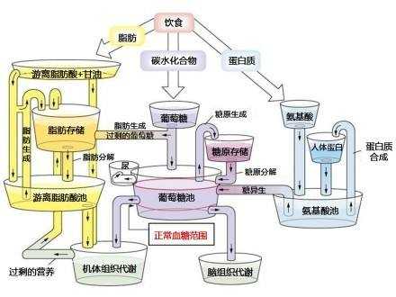 最新揭秘：体内精微物质转化过程深度解析视频